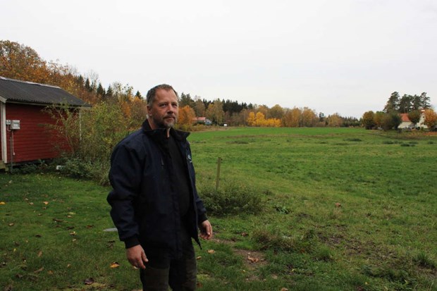 Korna flydde ut i skogen – skrämda av varg 
