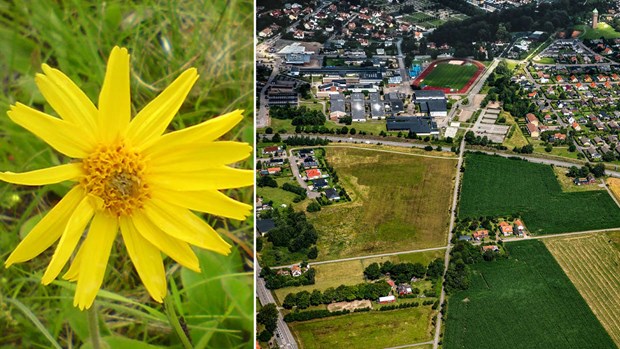 Nya kvarter får blommiga namn