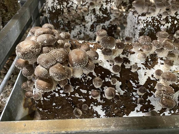 Shiitakesvamparna ska växa till sig lite mer innan de kan skördas. Svampsorten används ofta i asiatisk matlagning och har en kraftig smak berättar Izabelle Zarg. Foto: Carina Nilsson