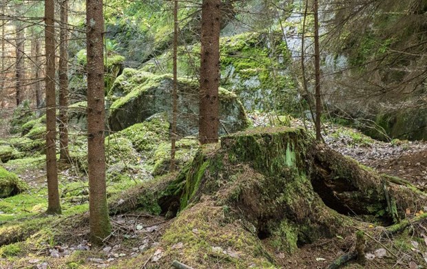 Mindre död ved i de halländska skogarna Mindre död ved i de halländska skogarna