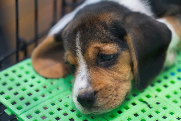 Fick djurförbud – nu vill paret få tillbaka sin hund Fick djurförbud – nu vill paret få tillbaka sin hund