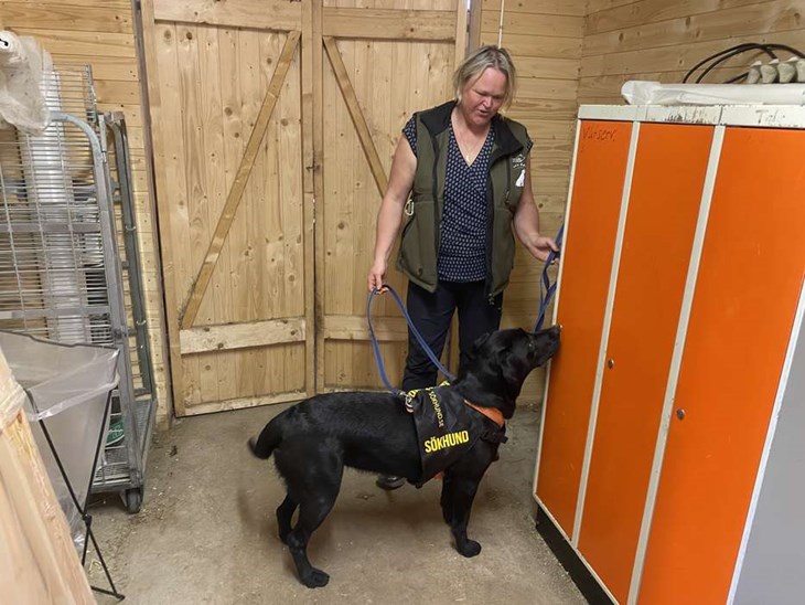 Zita markerar där hon har hittat föremålet. Narkotikahundar tränas med syntetiska substanser som härmar doften hos de vanligaste drogerna. Foto: Carina Nilsson