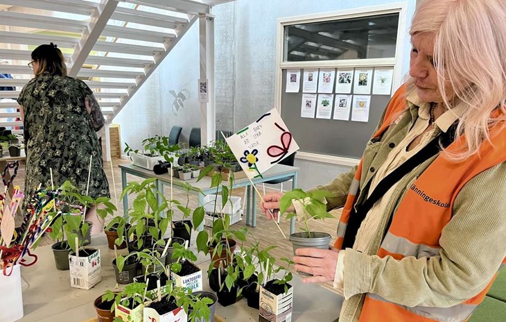 Fritidspedagog Annette Bolmgren köpte själv tomatplantor. Foto: Johan Jönsson