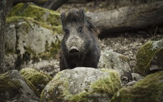 Politikerna vill undersöka vildsvin som skolmat