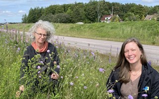 Naturens vackra värstingar ger kommunen mer jobb 