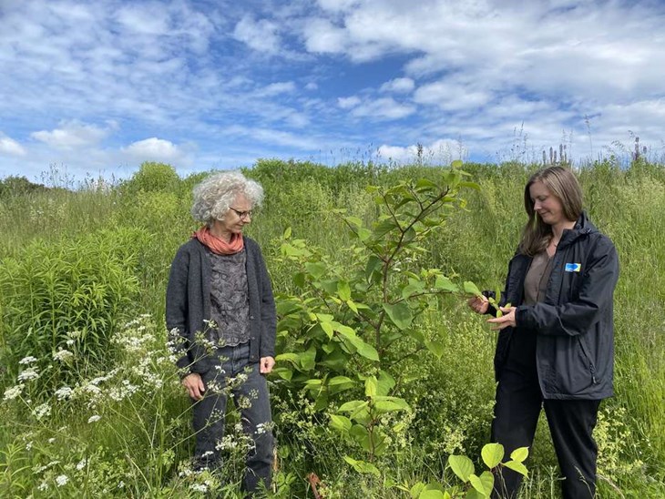 På grönommrådet i Glänninge finns massor av fina ängsväxter men flera invasiva arter sprider sig också, bland annat parkslide som Anne van Hirtum och Rebecka Thise tar en titt på. Foto: Carina Nilsson
