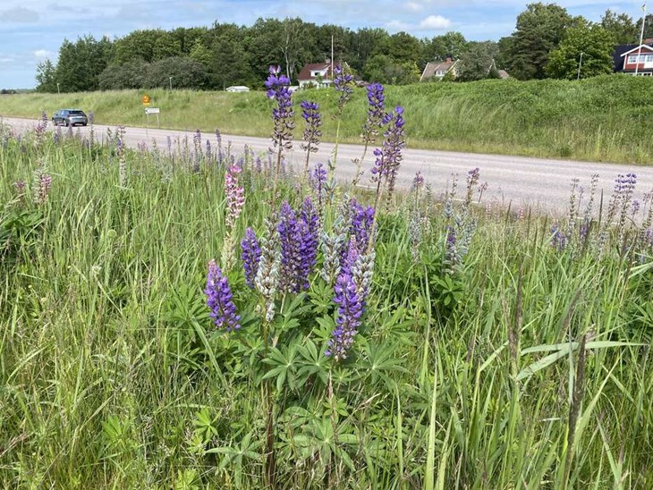 Blomsterlupin och sandlupin räknas numera som invasiva i Sverige men är relativt enkla att bekämpa. Foto: Carina Nilsson