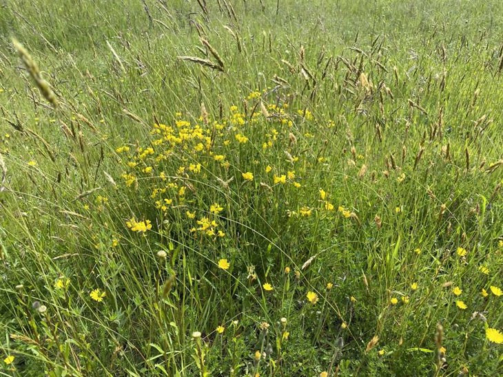 Käringtand är en annan ängsväxt som trivs i grönområdet. Foto: Carina Nilsson