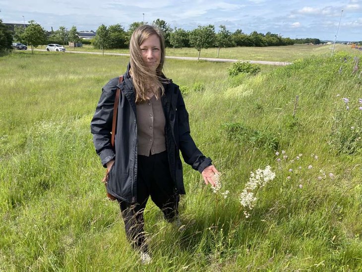 Flera olika ängsväxter trivs i grönområdet, men på sikt kan de trängas undan av invasiva arter om ingenting görs berättar kommunekolog Rebecka Thise. Foto: Carina Nilsson