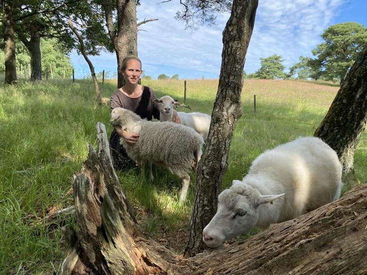 Louise och Jens har också Roslagsfår som är en gammal lantras. Ullen har de låtit spinna och garnet säljs i deras gårdsbutik. Foto: Carina Nilsson