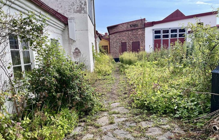 Trädgården ska delas upp i två olika avdelningar. Tre stora träd som skymde har tagits ner av Claes Corin. Foto: Johan Jönsson