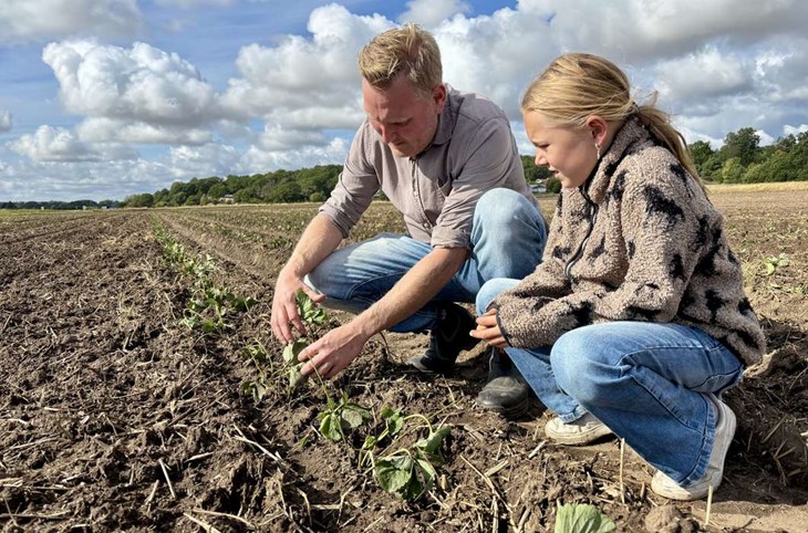 Det var mycket jobb att få ner plantorna i jorden och det kommer krävas fingertoppskänsla under året för att det ska bli bra med bär framåt midsommar 2027. Foto: Johan Jönsson