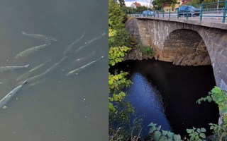 Instängda laxar dog – inget brott enligt åklagaren