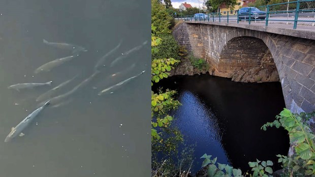 Instängda laxar dog – inget brott enligt åklagaren
