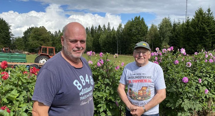 Solrosodlingen har utökats med dahlior i olika färger. Det är lite mer jobb med dem eftersom de ska grävas upp varje höst men Rune vinterförvarar dem i en jordkällare där de trivs bra. Foto: Carina Nilsson