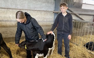 Kalvpussar, minilastare och smarta kor – så fick eleverna möta framtidens lantbruk