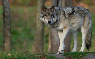 Klartecken: Skyddsjakt på varg i Halland