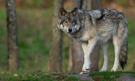 Klartecken: Skyddsjakt på varg i Halland