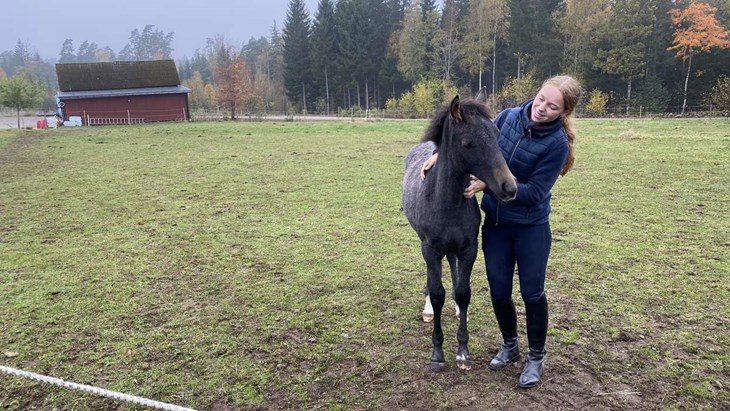 Fölet är en egen uppfödning och Pauline hoppas att det ska bli en riktigt bra WE-häst. Foto: Carina Nilsson